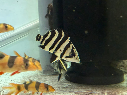 * Other Species * Datnioides microlepis Indo Tiger (4 Bar IT) 6-7cm