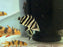 * Other Species * Datnioides microlepis Indo Tiger (4 Bar IT) 6-7cm