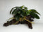 * Plants * Anubias Nana on Spiderwood #139