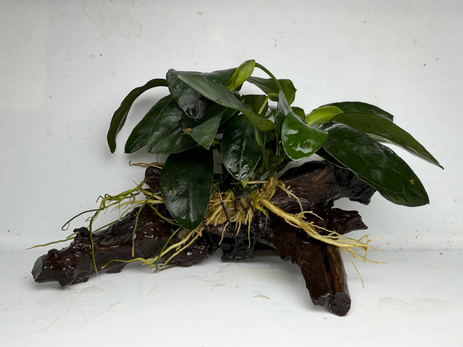 * Plants * Anubias Nana on Spiderwood #139