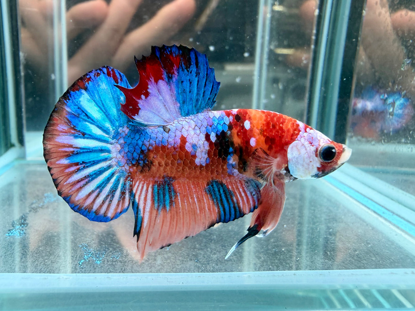 * Betta * HMPK (Actual Fish) #78