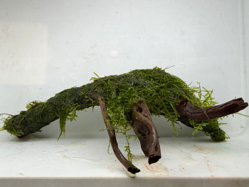 * Plants * Java Moss on Spiderwood #13