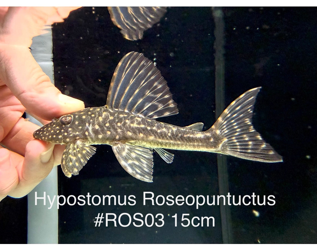 * Pleco *  Hypostomus roseopunctatus 15cm #Ros03 (Actual piece)