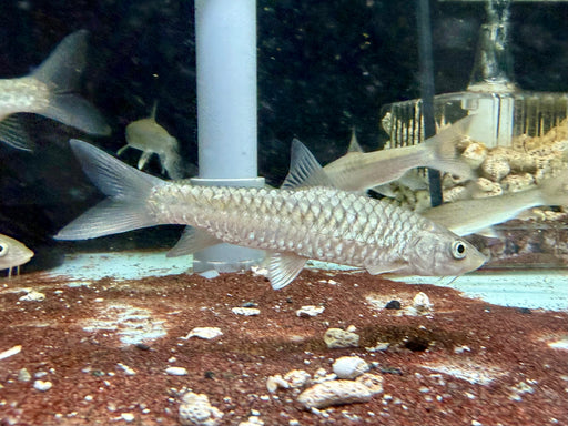 * Other Species * Spinibarbus Hollandi (Holland Carp)