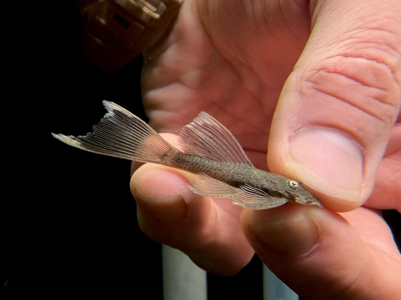 * Pleco *  Ancistrus sp. Green Dragon Longfin
