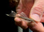 * Pleco *  Ancistrus sp. Green Dragon Longfin