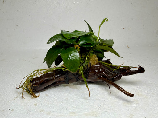 * Plants* Anubias Nana On Spiderwood #62