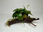 * Plants* Anubias Nana On Spiderwood #62