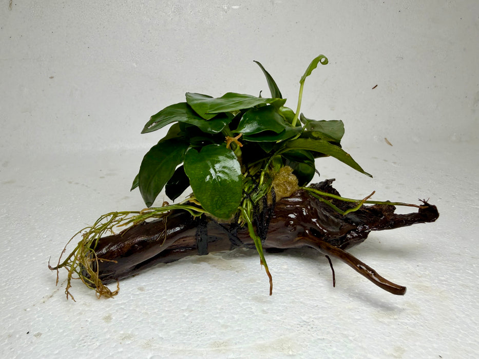 * Plants* Anubias Nana On Spiderwood #62