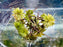 * Plants* Giant Rose Moss (Per cup) #GRM