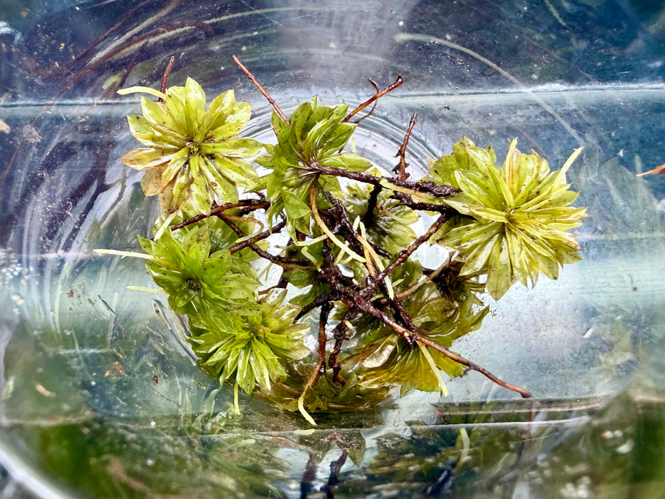 * Plants* Giant Rose Moss (Per cup) #GRM