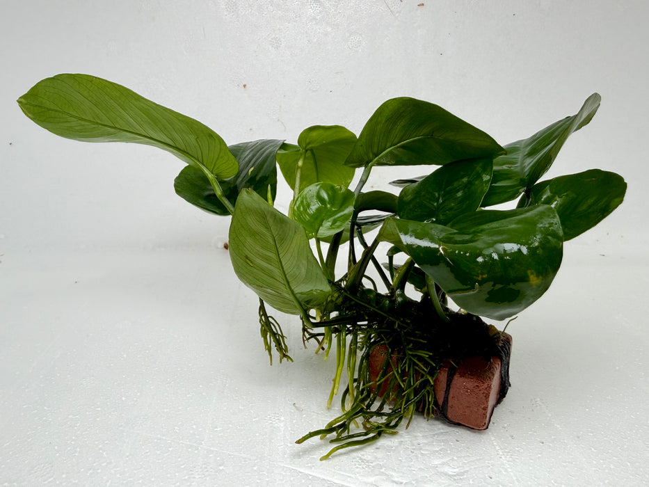 * Plants * Anubias Nana on Rock #41