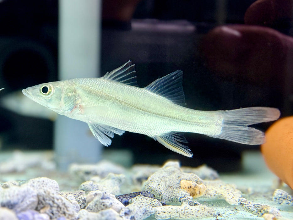* Other Species * Centropomus Ensiferus (Swordspine Snook)