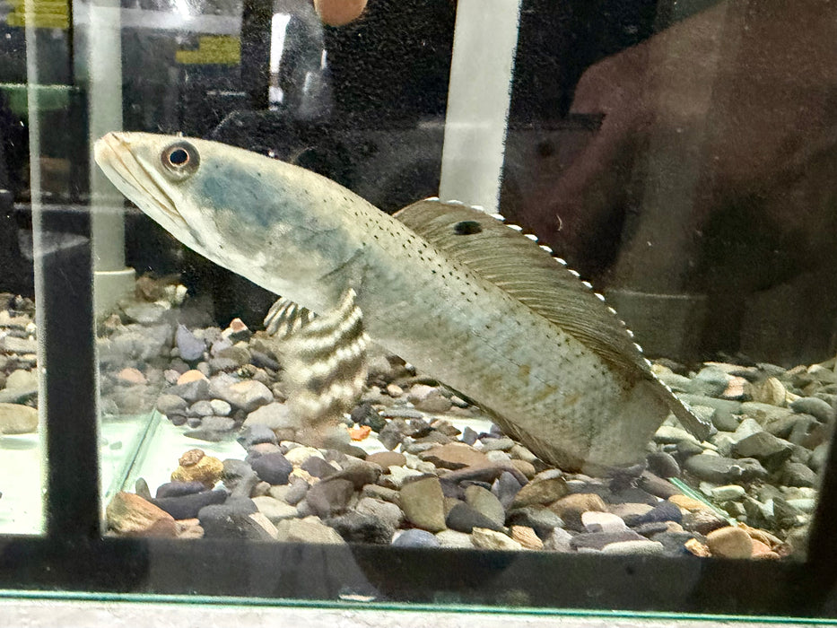 * Channa * Channa Pulchra 15-18cm