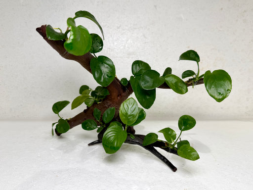 * Plants* Anubias Nana Bonsai #08