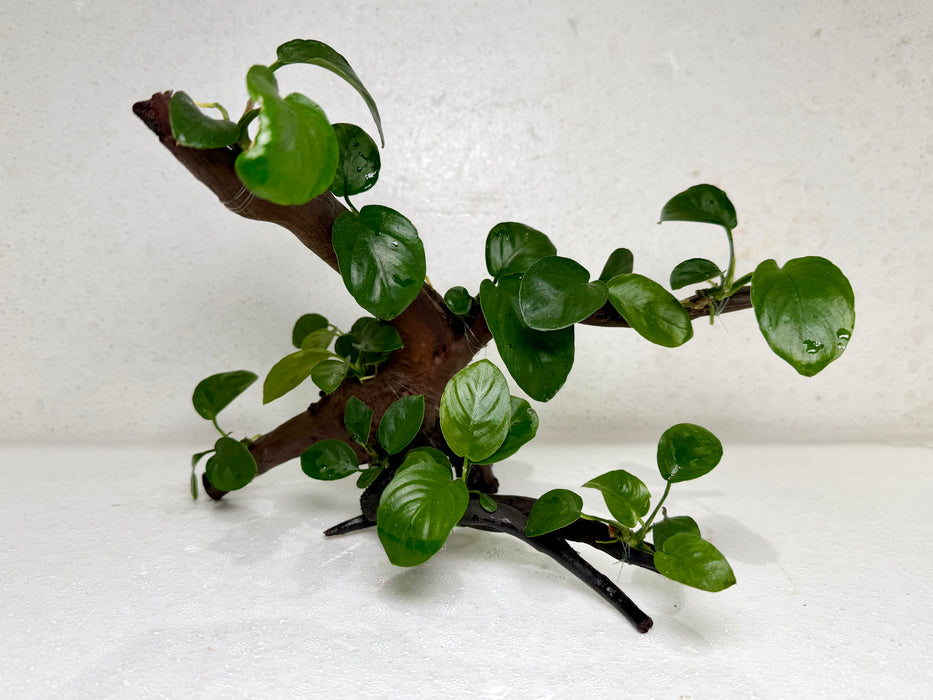 * Plants* Anubias Nana Bonsai #08