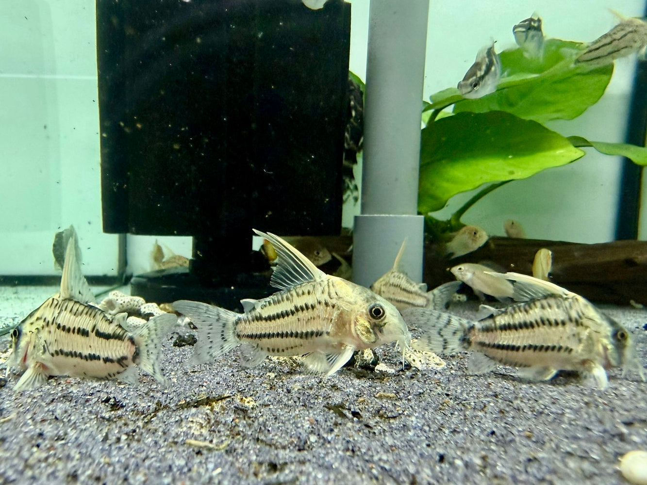 * Corydoras *  Hoplisoma Super Schwartzi CW28