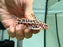 * Catfish * Liosomadoras oncinus BRAZIL "Jaguar Catfish" 8cm #JCB07