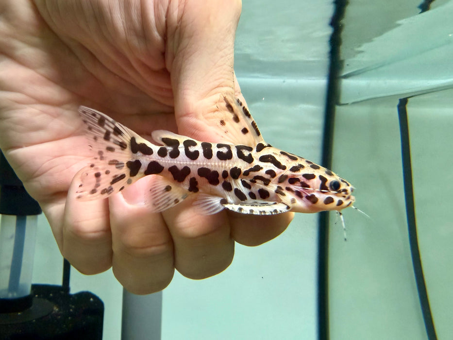 * Catfish * Liosomadoras oncinus BRAZIL "Jaguar Catfish" 8cm #JCB07