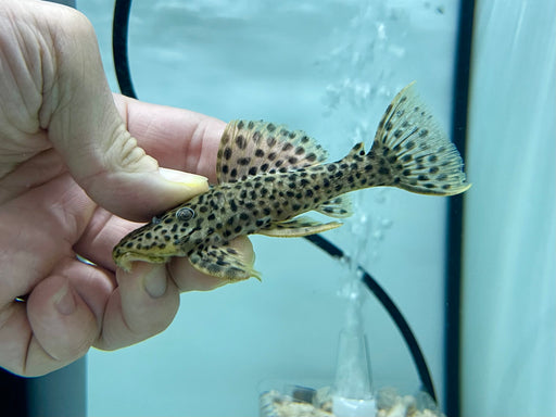 * Pleco *  Leporacanthicus heterodon (L172) "Golden Vampire Pleco" 10-12cm