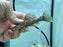 * Pleco *  Leporacanthicus heterodon (L172) "Golden Vampire Pleco" 10-12cm