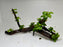 * Plants* Anubias Nana Bonsai #70