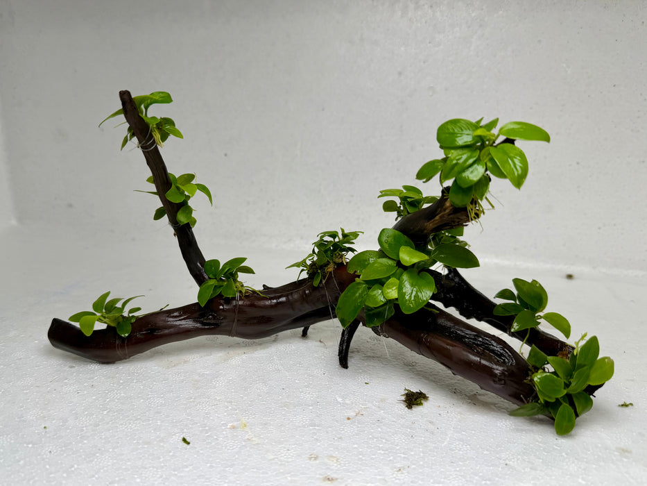 * Plants* Anubias Nana Bonsai #70