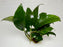 * Plants * Anubias Nana on Rock #34