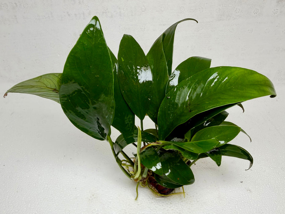 * Plants * Anubias Nana on Rock #34