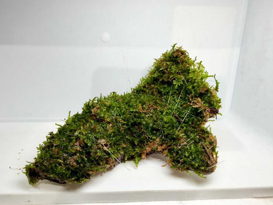 * Plants* Christmas Moss on driftwood #04