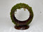 * Plants * Moss on Ferris Wheel #MFW