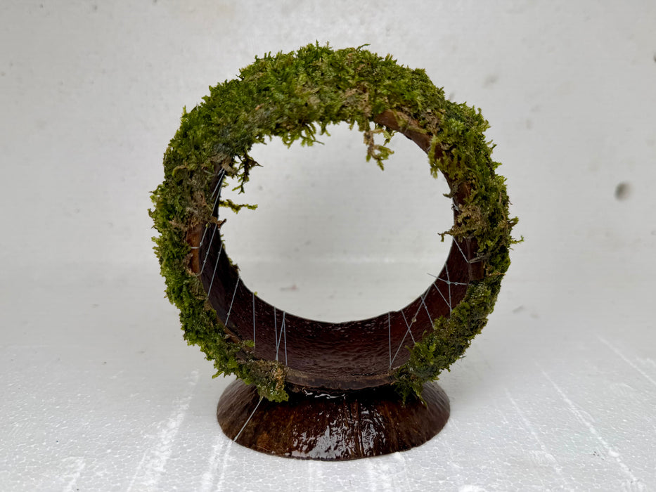 * Plants * Moss on Ferris Wheel #MFW