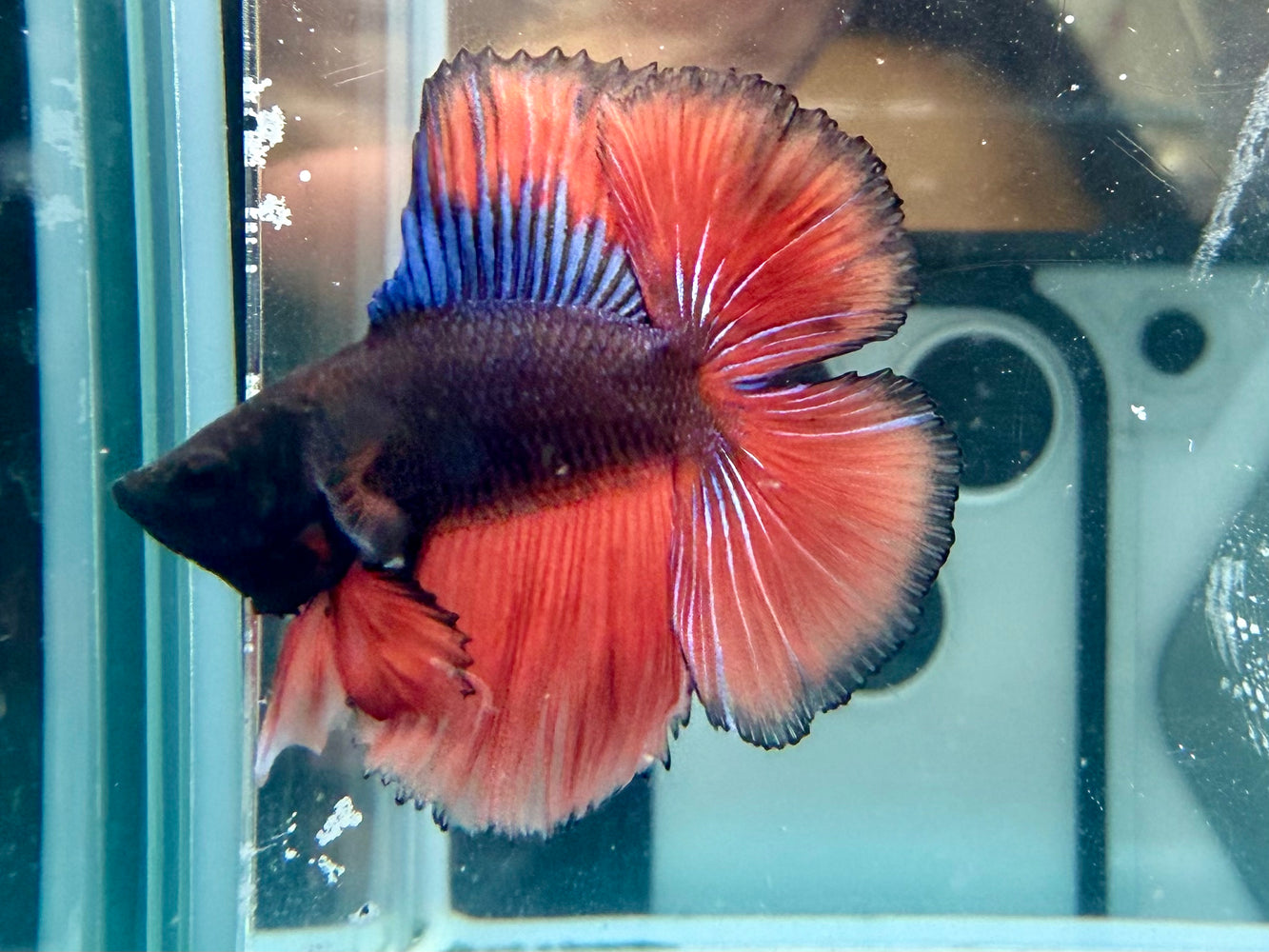 * Betta * Junior DTHM Doubletail Halfmoon (Actual Fish) #38