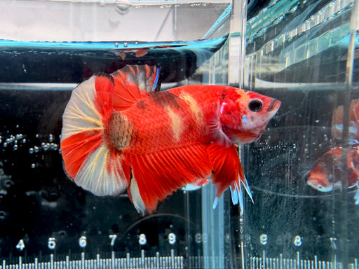 * Betta * HMPK (Actual Fish) #06