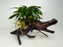 * Plants * Anubias Glabra on Spiderwood #154