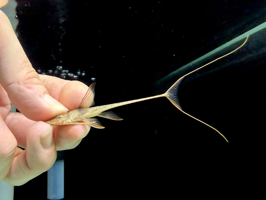 * Pleco *  Lamontichthys Ilanero (Cowboy Whiptail) 8-10cm