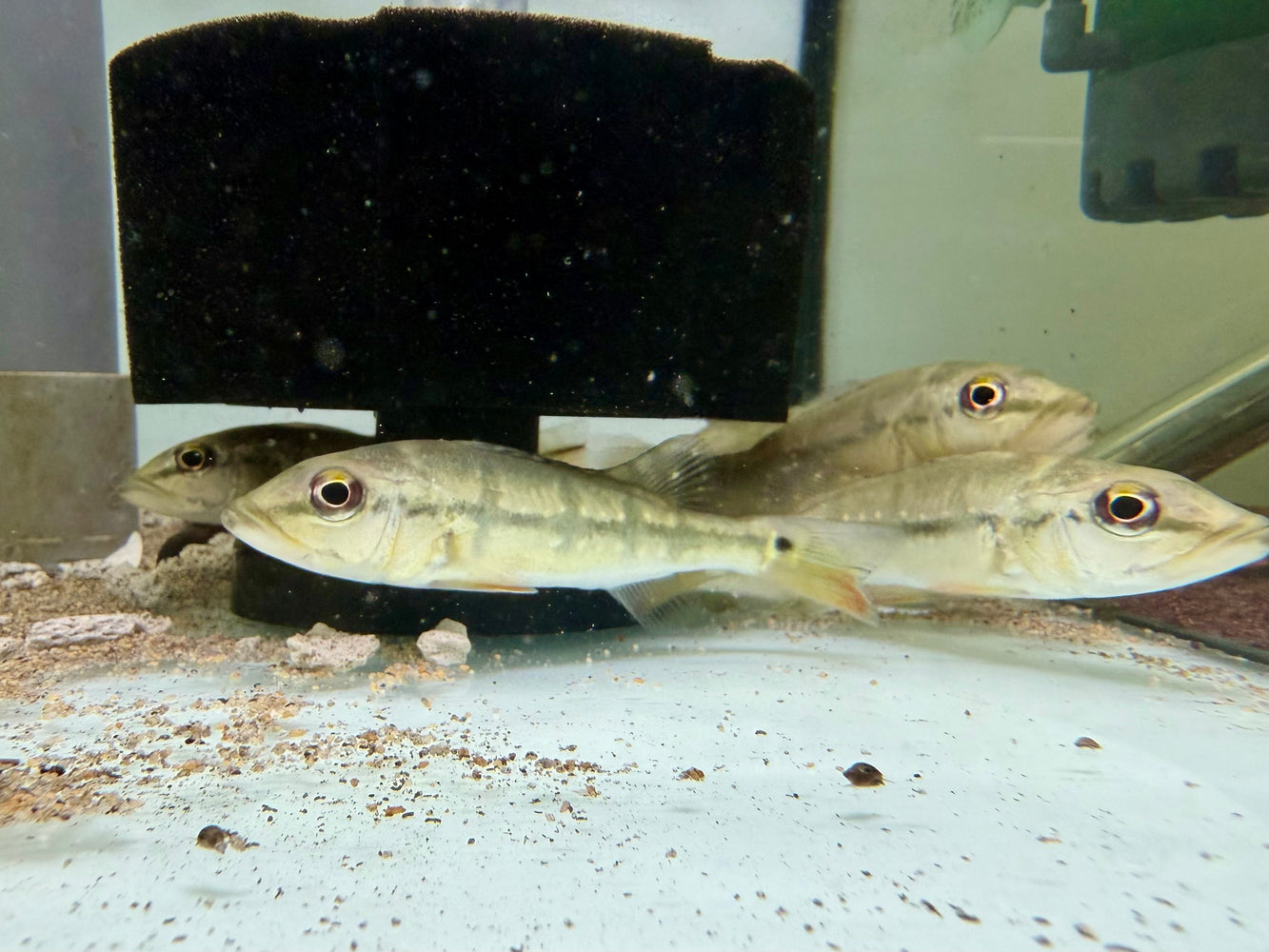 * Cichlid * Cichla mirianae FOGO peacock bass 10-12cm