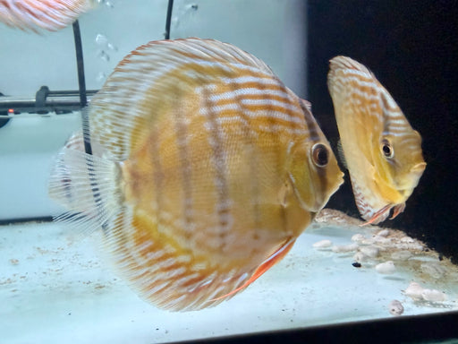 * Discus/Angelfish * Nhamunda Red Discus (Semi Royal) WILD