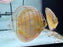 * Discus/Angelfish * Nhamunda Red Discus (Semi Royal) WILD