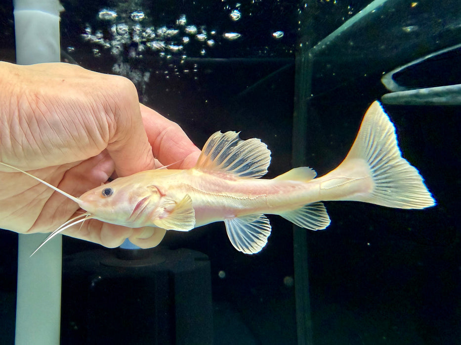* Catfish *  Phractocephalus hemioliopterus "Amelanistic" (Phantom Red tail catfish RTC) 14-17cm