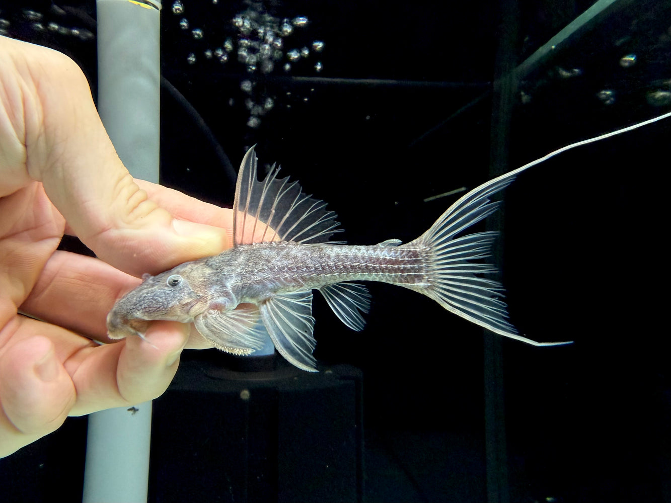 * Pleco *  Pseudacanthicus sp. (L64/L275) 10-12cm