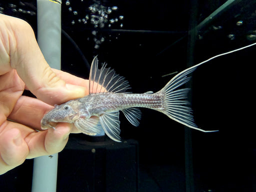 * Pleco *  Pseudacanthicus sp. (L64/L275) 10-12cm