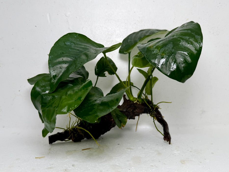 * Plants* Anubias Nana On Spiderwood #57