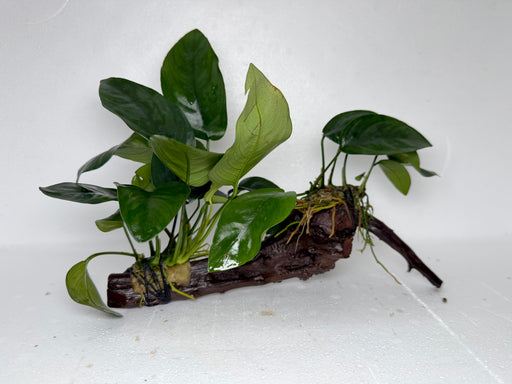 * Plants* Anubias Nana on Spiderwood #97