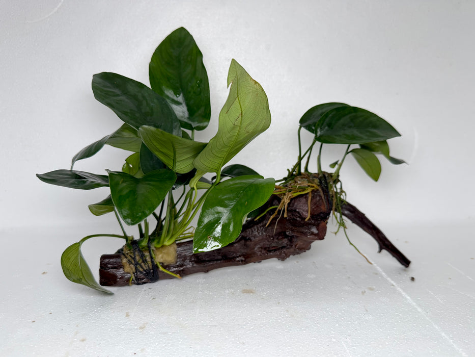 * Plants* Anubias Nana on Spiderwood #97