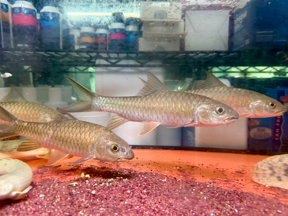 * Other Species * Neolissocheilus soroides (Green Mahseer) 20-25cm
