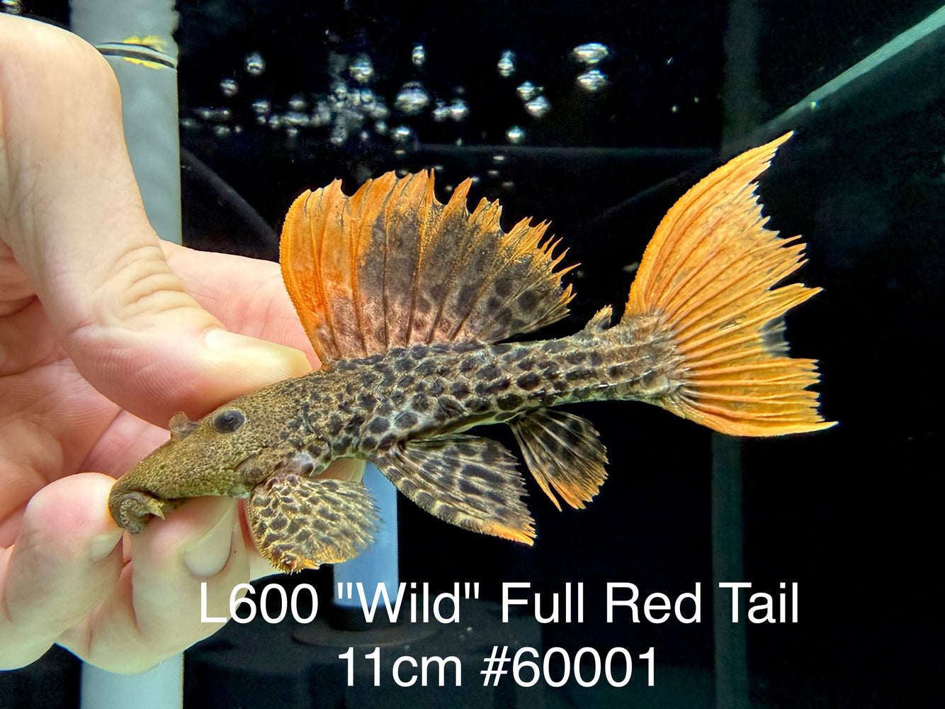 * Pleco * Pseudacanthicus leopardus (L600) “Wild” Full Red Tail! 11cm #60001 (Actual Piece)