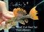 * Pleco * Pseudacanthicus leopardus (L600) “Wild” Full Red Tail! 11cm #60001 (Actual Piece)