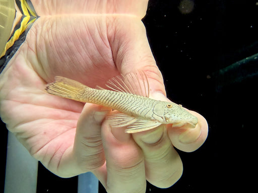 * Pleco *  L187 6-8cm