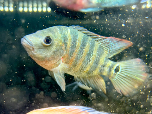 * Cichlids * Mesoheros Festae (Red Terror)  10-14cm